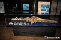 VBS_9530 - Museo Paleontologico - Asti